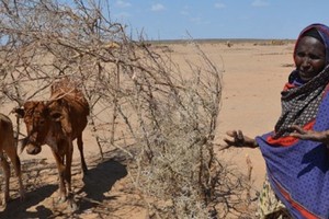 受厄爾尼諾極端氣候現象影響，埃塞俄比亞遭遇30年來最嚴重干旱，1020萬民眾急需食物援助。（圖源：聯合國）