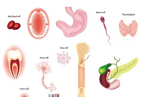 人各個器官變老時間表。（示意圖源：互聯網）