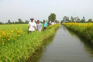 南部降雨量缺少。圖為西南部水稻田一瞥。（示意圖源：互聯網）
