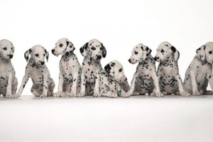 《101隻花斑狗》。（示意圖源：互聯網）