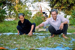 阮有幸夫婦曬藥材以送給慈善診所。