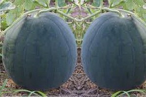 這可不是一般的西瓜，是爺爺種的西瓜，有家裏的味道。（示意圖源：互聯網）