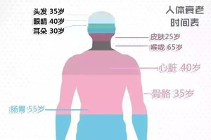 人體各個器官變老時間表。（圖源：互聯網）