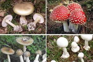 4種常見的毒菇。（示意圖源：互聯網）