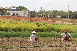 劃分土地必須根據郡、縣每年的具體計劃進行。