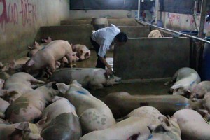現場有79隻豬已被注水，躺在地板上和無法站起來。（圖源：永水）