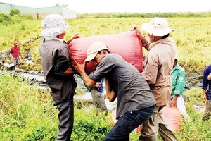 九龍江平原收穫稻穀一瞥。