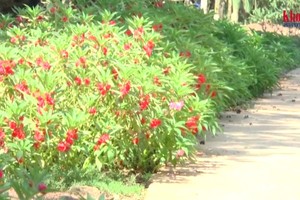 平福省同柴市新春坊新茶街區522號巷道兩旁民眾同心協力在沿街種植、栽培朵朵鮮花走廊。（圖源：現代科學視頻截圖）