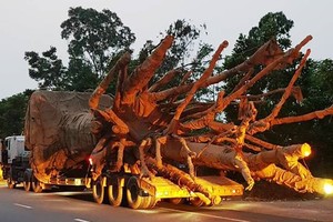 富祿交警站發現並處理違反交規運載“怪獸”樹的3輛牽引車和卡車。