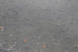 4月01日早上，饒祿-氏藝涌裡的大量魚兒浮游到水面上。（圖源：國戰）