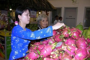 九龍江平原火龍果大豐收且價位較高，農民振奮不已。