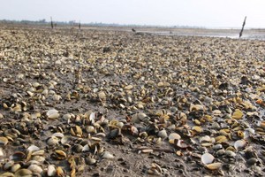 檳椥省巴椥及平大兩縣各合作社養殖的蛤蜊大量死亡，估計總產量約218噸、損失額達56億元。（示意圖源：互聯網）