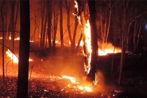 斜句自然保護區 30 公頃樹林付諸一炬。（圖源：阮進）