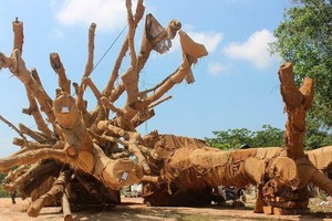 此前，在承天-順化省1號國道繞道公路上被有關機構扣押的3棵巨大古樹，其中兩棵已查明來源。（圖源：越南快訊）