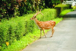 在園區內能看到梅花鹿。
