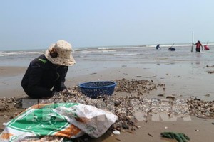 民眾紛紛去捕撈紅蚶。（圖源：越通社）