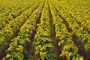 煙葉種植一瞥。（示意圖源：互聯網）