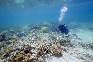 大堡礁珊瑚。（圖源：AFP）