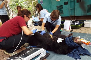 圖為越南野生動物收容中心志願隊員在給一隻熊檢查體康。（圖源：越通社）