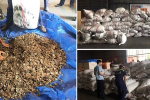 海關查獲逾３噸穿山甲鱗片。（圖源：H.T.V）