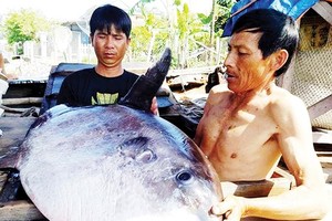 漁船捕撈到許多地方漁民未曾見過的一條形狀奇怪、超過32公斤重的魚(長1米，寬50釐米。