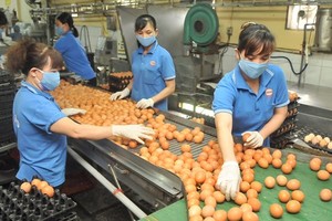 永成達公司生產價格平抑的蛋類。