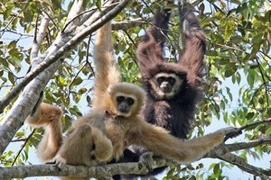 高域猿生態保護區。