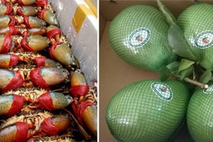 金甌螃蟹和綠皮柚。（示意圖源：互聯網）