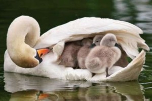 （示意圖源：互聯網）