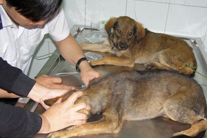 醫護人員正為狗狗注射狂犬病疫苗。