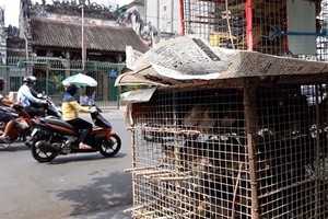 在本市的多家寺廟之前有不少人販賣多類小鳥以供香客放生。