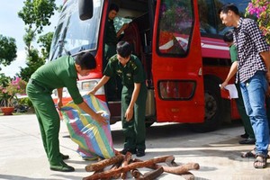 被查獲的非法柴檀木。（圖源：阮仁）