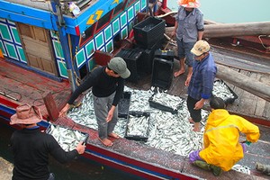 中部漁民可如常出海捕魚。（圖源：德雄）