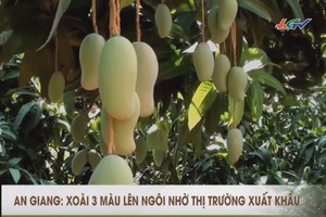 首批三色芒出口澳洲。（圖源：視頻截圖）