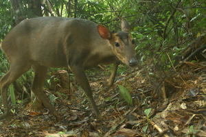 廣南省森林中拍攝到的一隻珍稀大麂。（圖源：WWF）