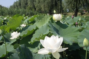 （示意圖源：互聯網）