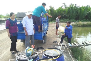 陳文善農民獲協助20萬隻蝦苗以投入飼養活動。