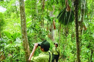 護林員在森林管護巡查。