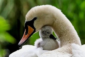 母愛——無與倫比。（示意圖源：互聯網）