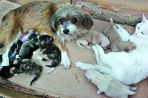 飼養狗貓須向地方政權申報。（示意圖源：互聯網）