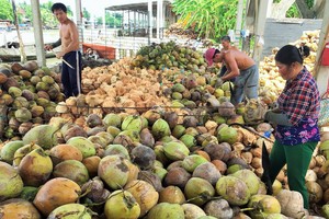 乾椰子已跌價。（圖源：茂長）