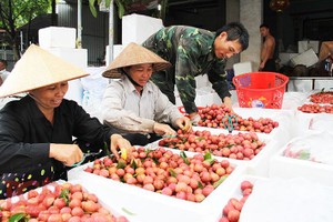 農民準備將荔枝輸往中國。（圖源：北江新聞網）