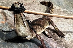 逃離的鱷魚最終讓民眾圍捕抓到後，送回飼養場。（圖源：南盛）