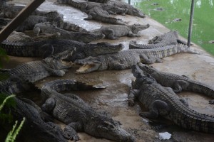 鱷魚售價激增。圖為某一鱷魚飼養場。（圖源：互聯網）