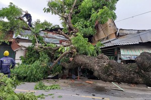 古樹連根拔起倒向馬路對面，壓壞3間住房現場。（圖源：鴻李）