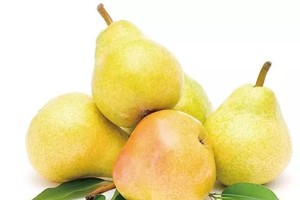 梨子（示意圖源：互聯網）