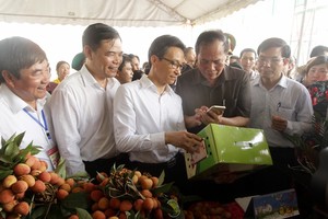 清河荔枝盛會開幕