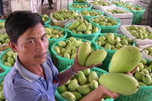芭樂價格暴跌，果農苦不堪言。