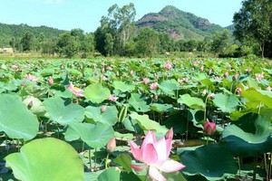 一整片綠油油的荷塘引人注目。