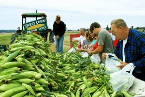 歐盟委員會說，本次加徵關稅的產品包括美國鋼鋁產品、農產品等。圖為美國某一玉米農場收穫。（圖源：互聯網）